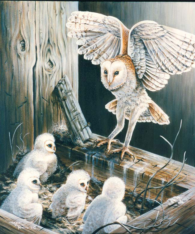 Acrylic barn owl painting on wood panel by artist Marsha Bowers
