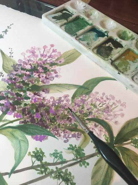 Botanical painting by artist Marsha Bowers